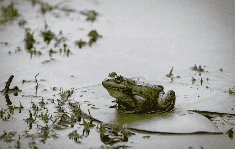 Number of toads and frogs in Brandenburg drops dramatically