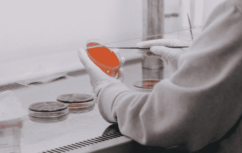 Italy bans laboratory meat