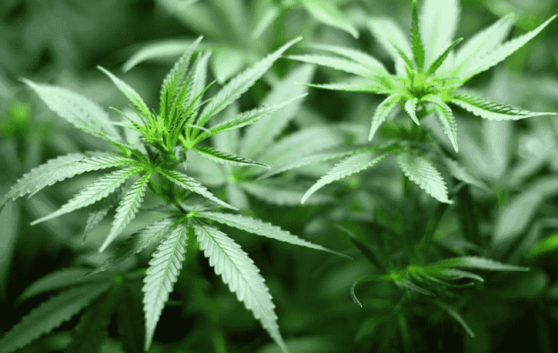 German Government Sets Course for Cannabis Legalization