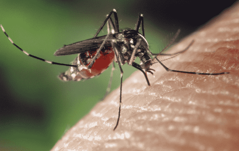  Brazil Faces Escalating Battle Against Dengue Fever