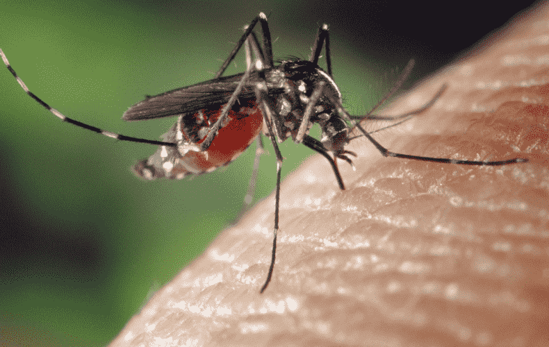 Dengue Cases Surge Rapidly in Numerous Holiday Destinations