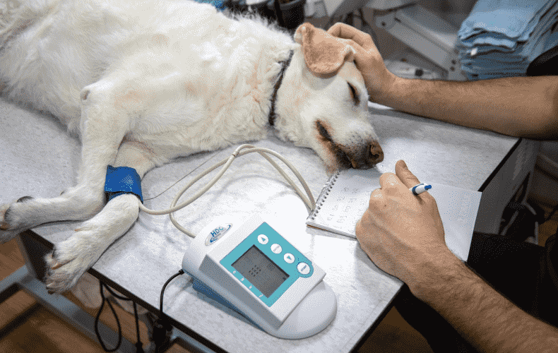 The Role of Veterinarians in Keeping Dogs Healthy