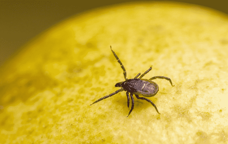 Deadly Virus-Carrying Tick Spreads in Europe