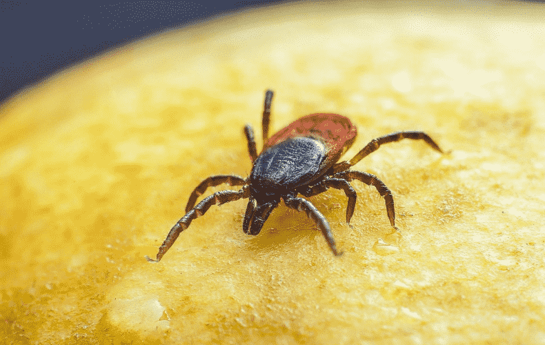 Unusual Tick Species Discovered in Northern Italian Holiday Region