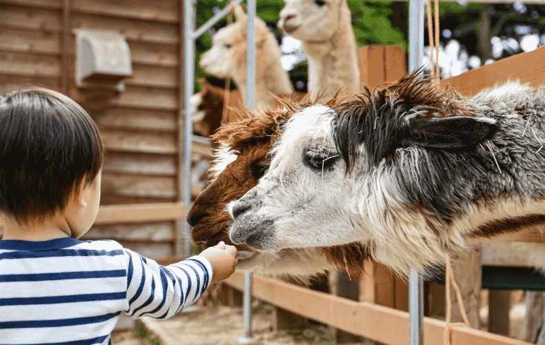 Cryptosporidium Outbreak Linked to Petting Zoo Visit in Worcestershire