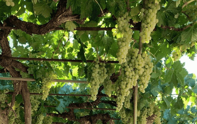 Grapes of Tenerife: How to take care and maintain