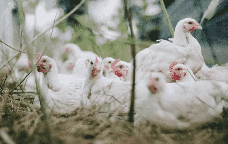 The Fascinating World of Chickens: Beyond the Coop