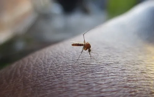 Record Surge in Dengue Cases Reported in the Americas Linked to Climate Change