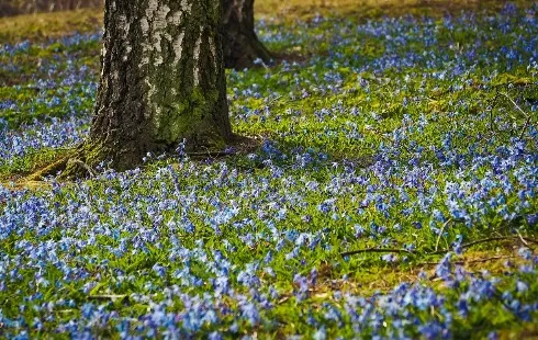 Spring Arrives Early: Temperatures Expected to Reach 20 Degrees