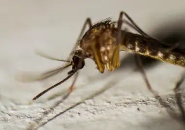 Malaria Vaccination Program Reduces Child Mortality by 13% in Africa