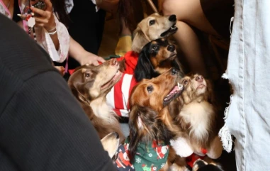 A Dachshund Parade Is Taking Over the Champs-Élysées This Sunday