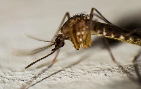 Malaria Vaccination Program Reduces Child Mortality by 13% in Africa