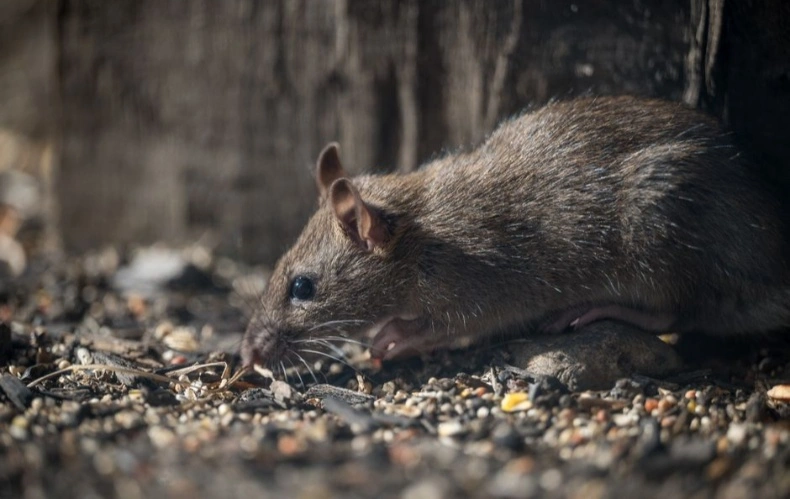 Santa Cruz Plazas Barricaded Amidst Rodent Concerns