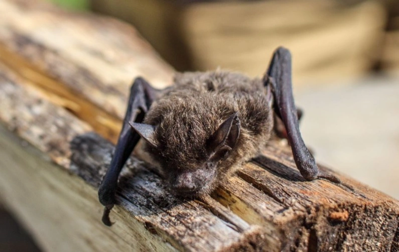 Bat Rabies Detected in German County, Risk to Humans Low