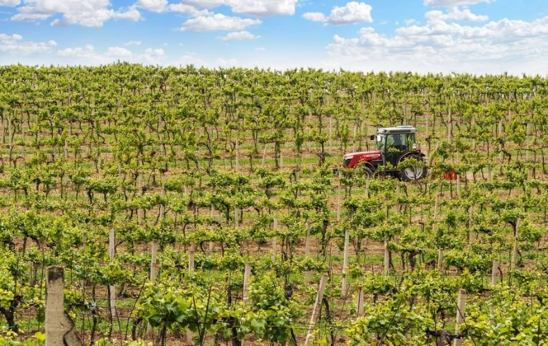 Champagne's 2026 Harvest Was Its Earliest Ever on Record — and Growers Say It Could Be Exceptional